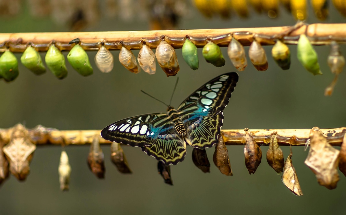 Butterfly emerging from chrysalis representing organizational transformation through documented change management
